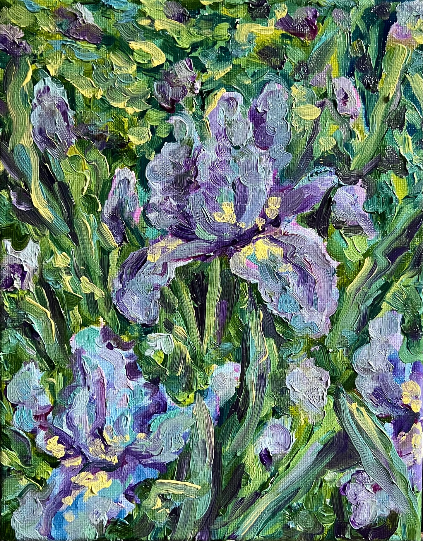 Bearded Iris