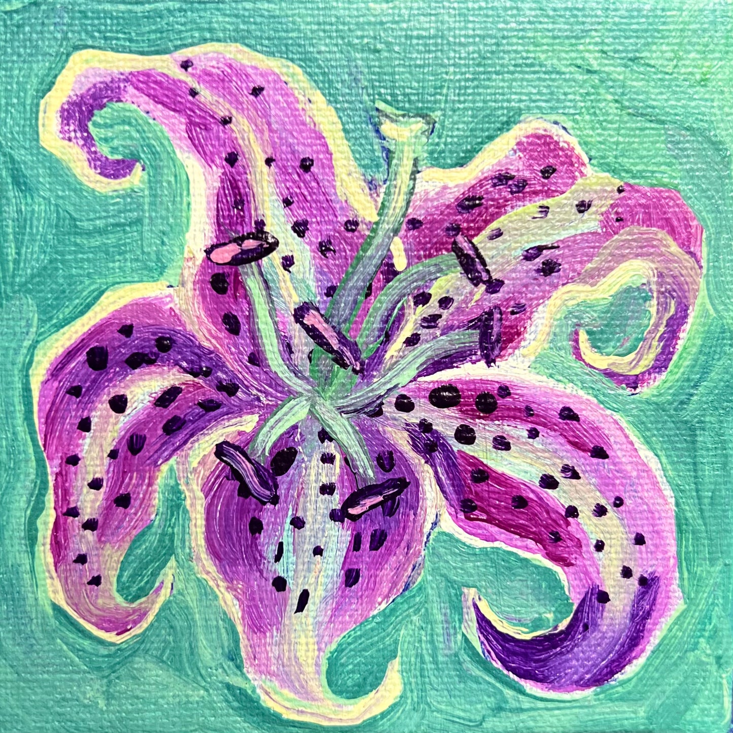 Mini Stargazer Lily