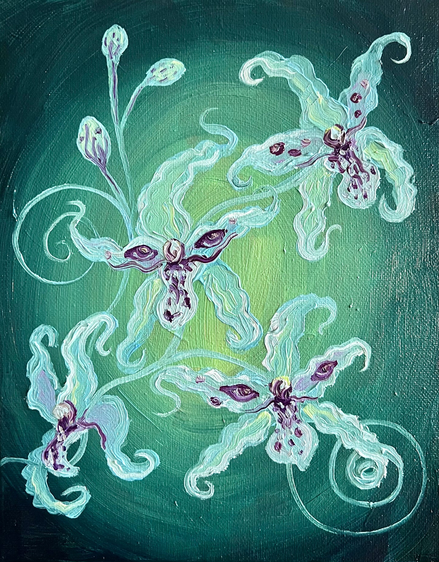 Spider Orchids