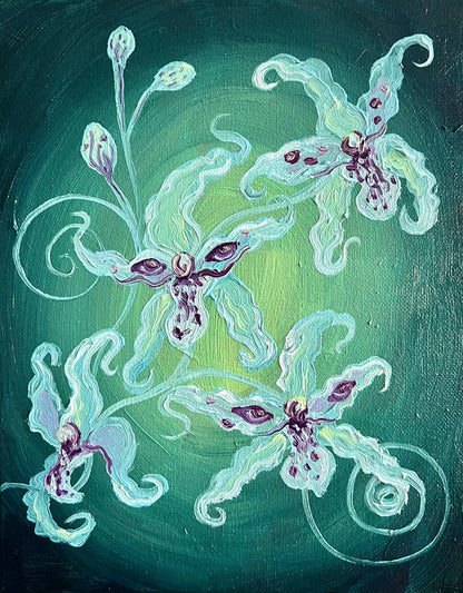 Spider Orchids