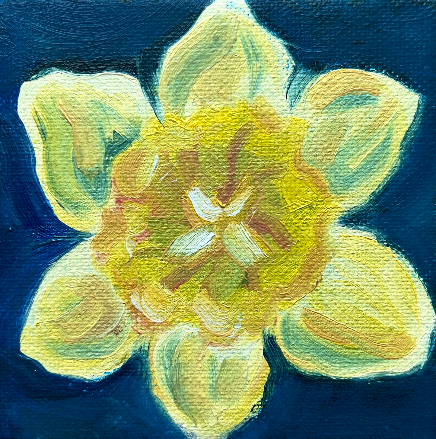 Mini Daffodil